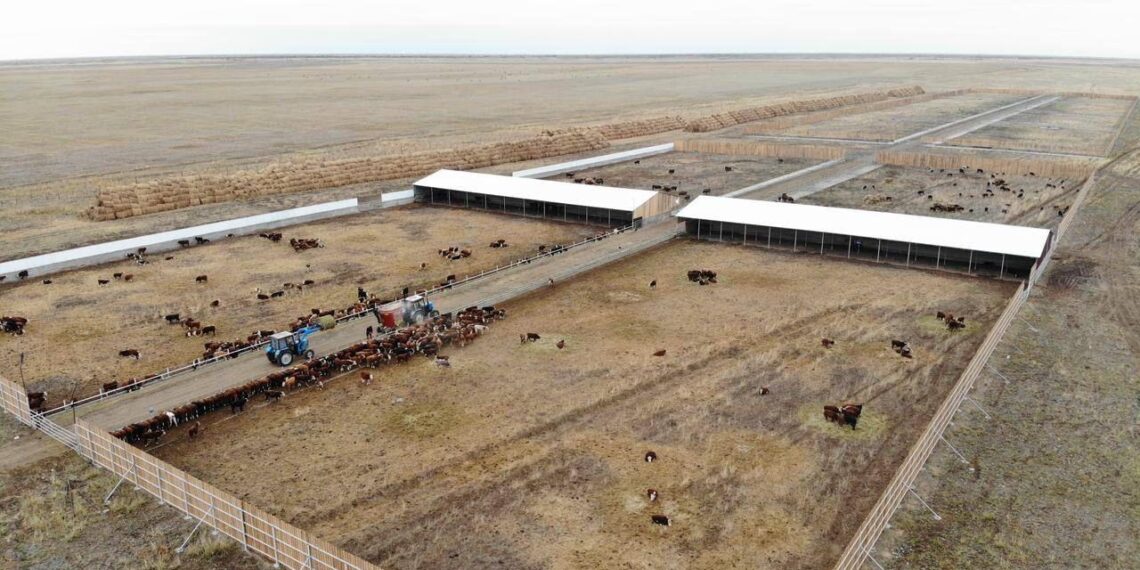В области Абай запущена откормочная площадка на пять тысяч голов КРС
