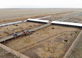 В области Абай запущена откормочная площадка на пять тысяч голов КРС