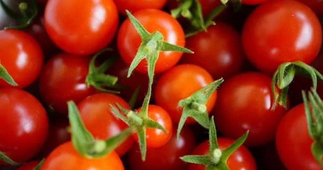 В столичном аэропорту выявлен факт ввоза зараженной подкарантинной продукции