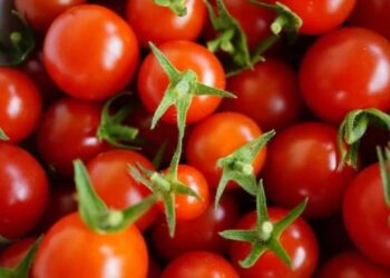 В столичном аэропорту выявлен факт ввоза зараженной подкарантинной продукции