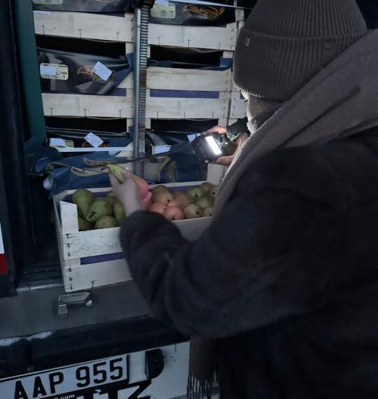 В связи с отсутствием фитосанитарного сертификата в Бельгию возвращено 19 тонн груш