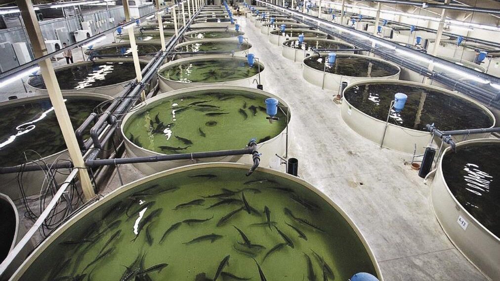 В Атырауской области запущен рыбоводческий комплекс мощностью 130 тонн рыбы в год