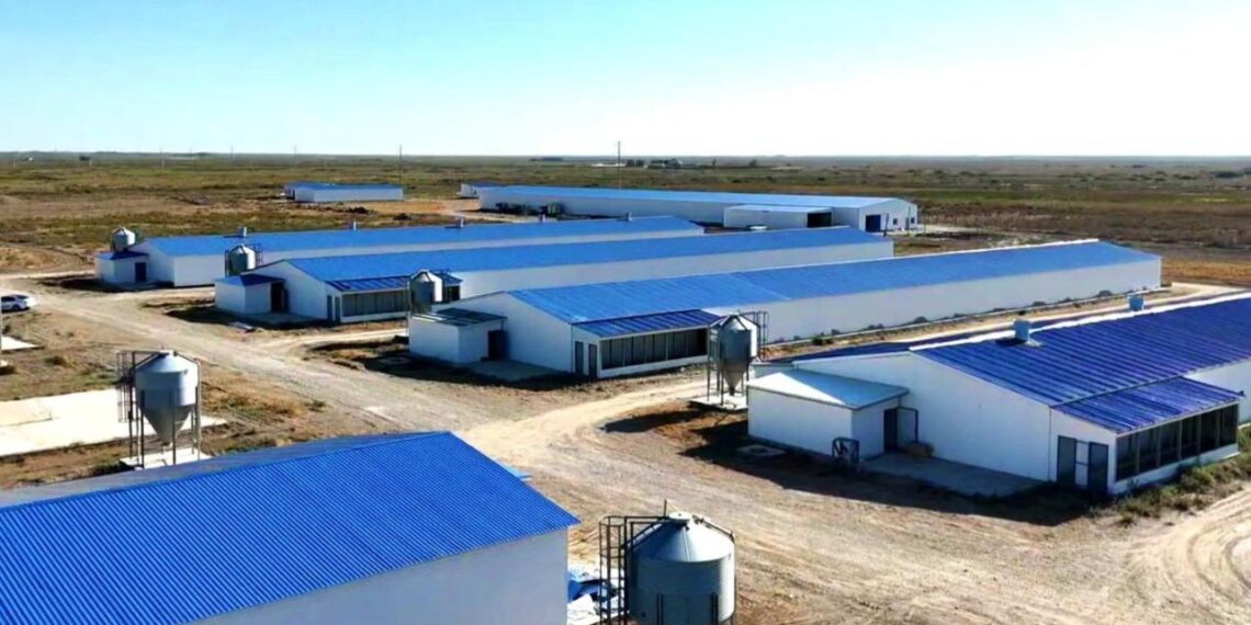 В Кызылординской области будет запущена птицефабрика мощностью 3,5 тысячи тонн в год