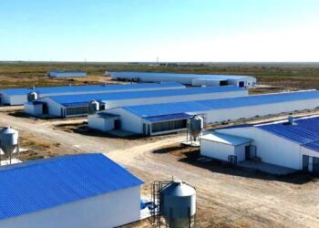 В Кызылординской области будет запущена птицефабрика мощностью 3,5 тысячи тонн в год