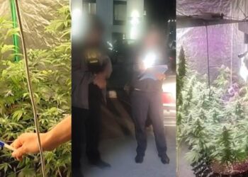 В Астане в рамках ОПМ «Қарасора» пресечена деятельность фитолабораторий